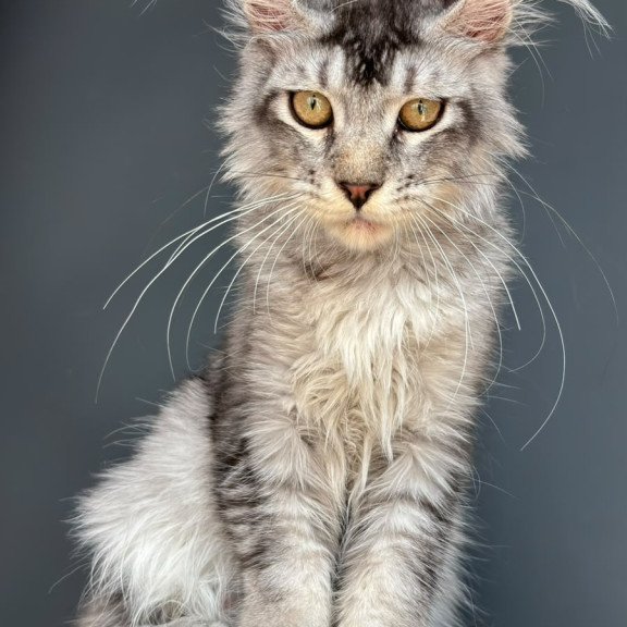 Maine Coon NOV Apollon