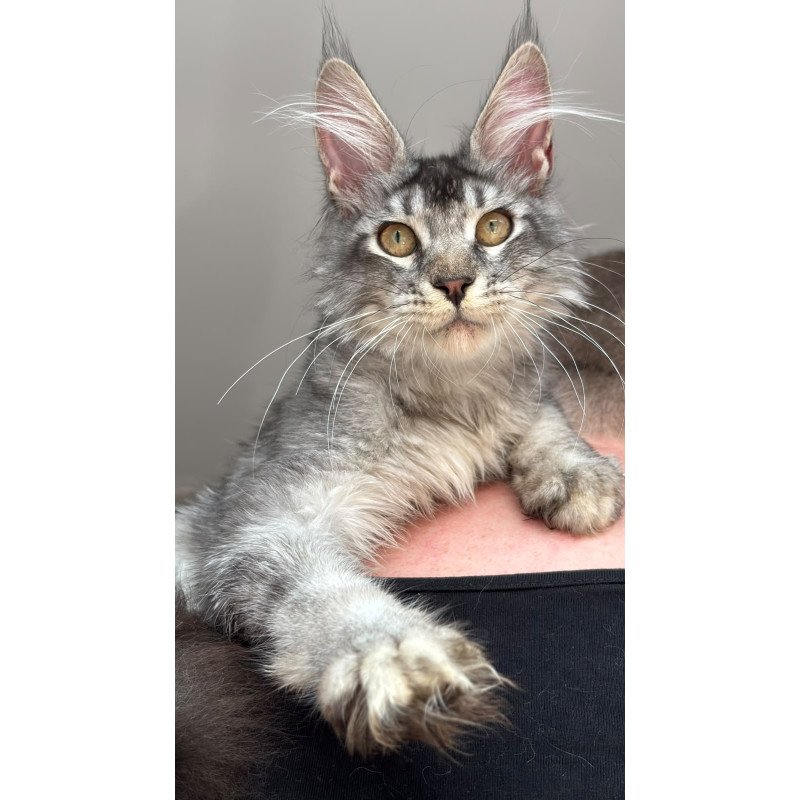 Maine Coon NOV Apollon
