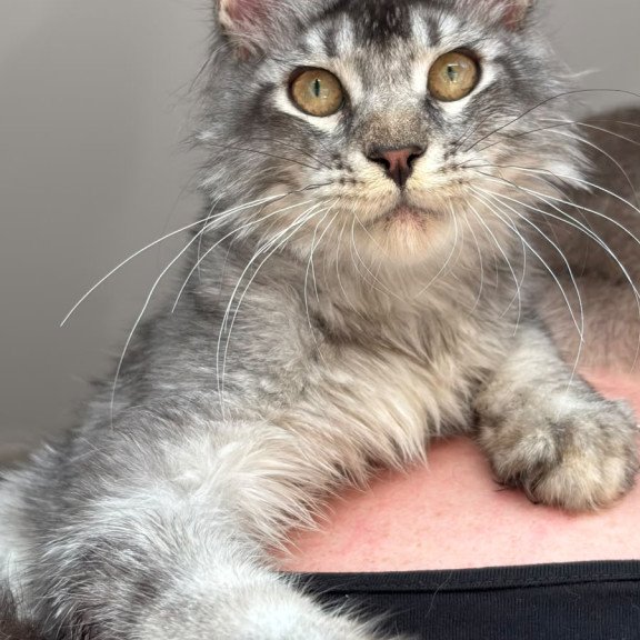 Maine Coon NOV Apollon