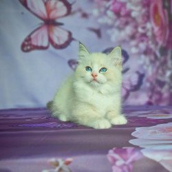 Siberian NOV Endy