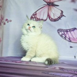 Siberian NOV Endy