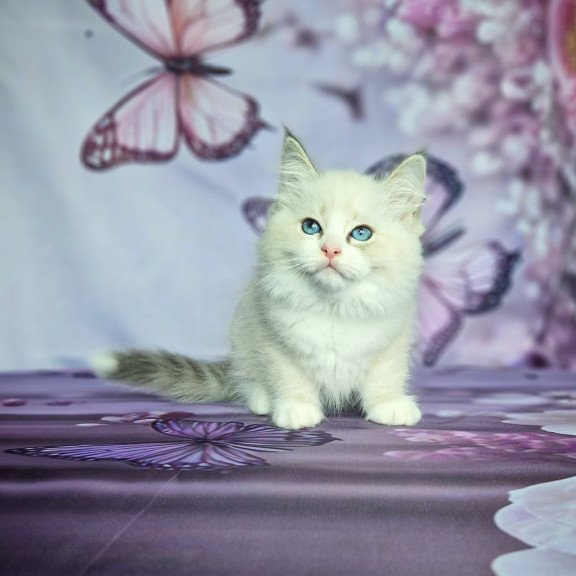 Siberian NOV Endy