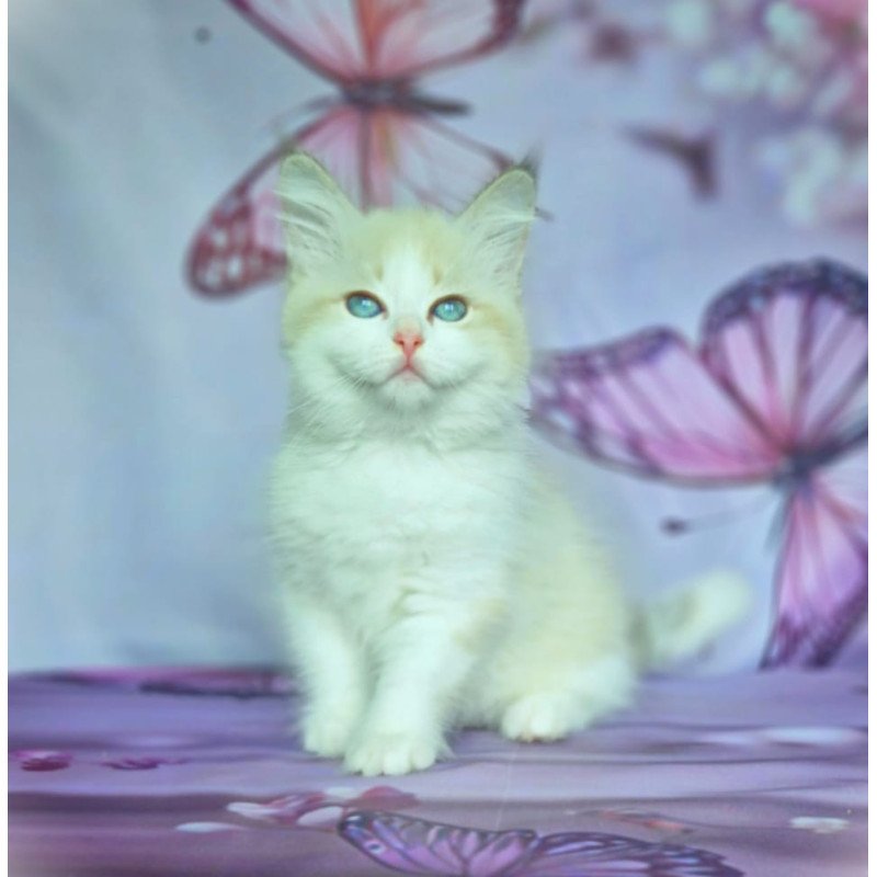 Siberian NOV Eddie