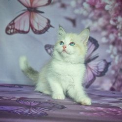 Siberian NOV Eddie