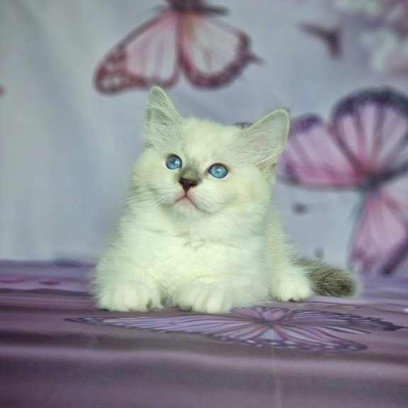 Siberian NOV Eshley