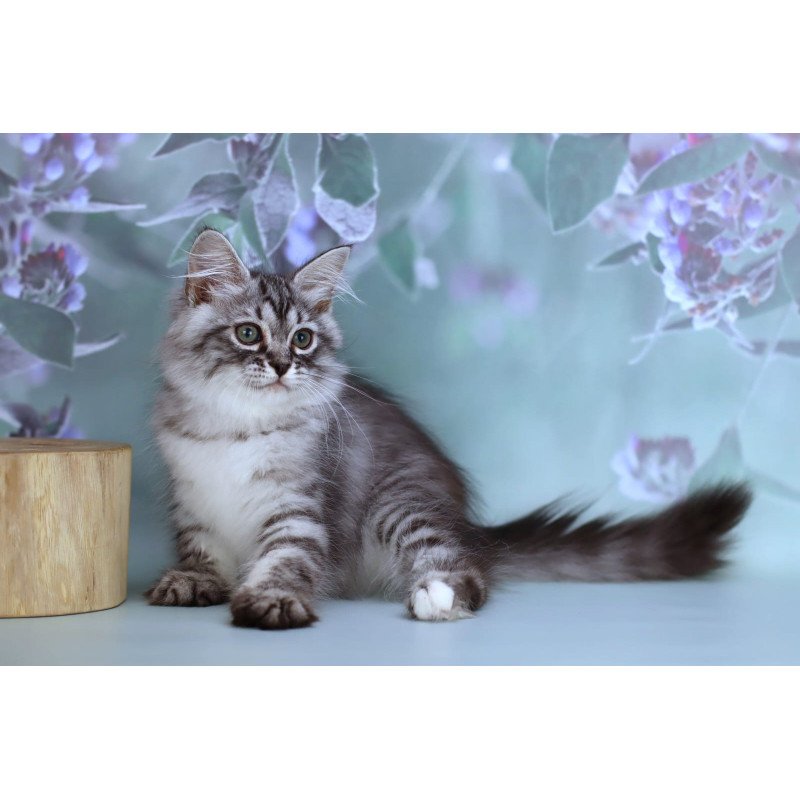 Siberian NOV Germes