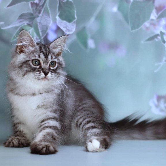 Siberian NOV Germes