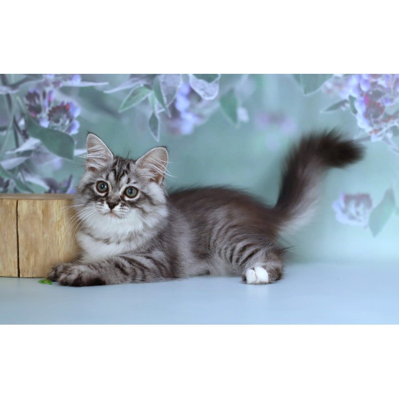 Siberian NOV Germes