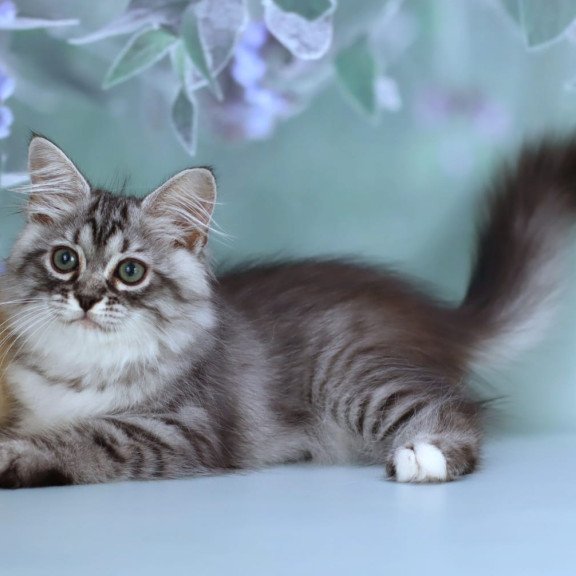 Siberian NOV Germes