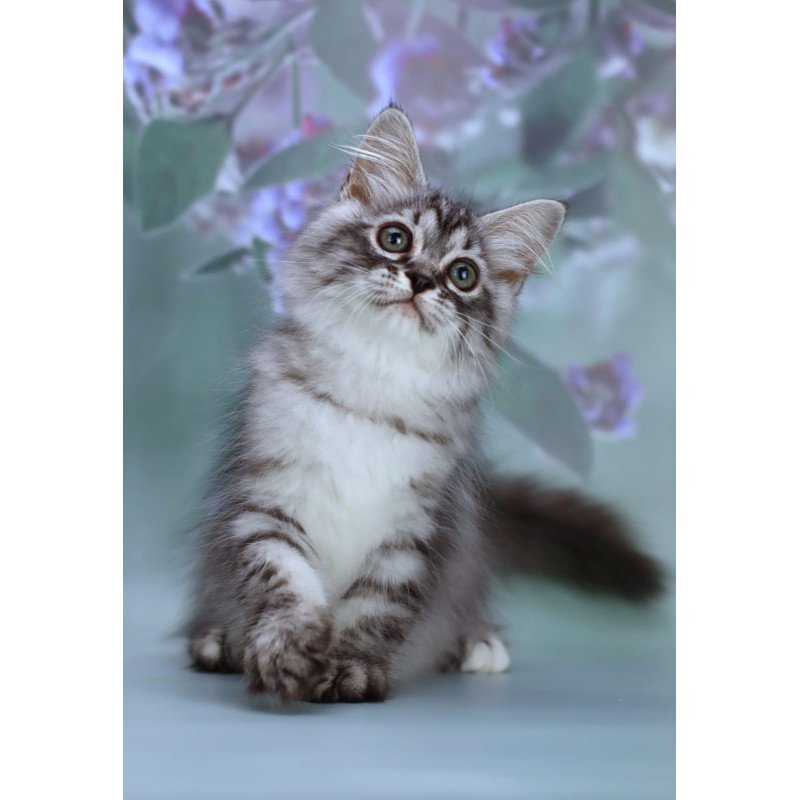 Siberian NOV Germes