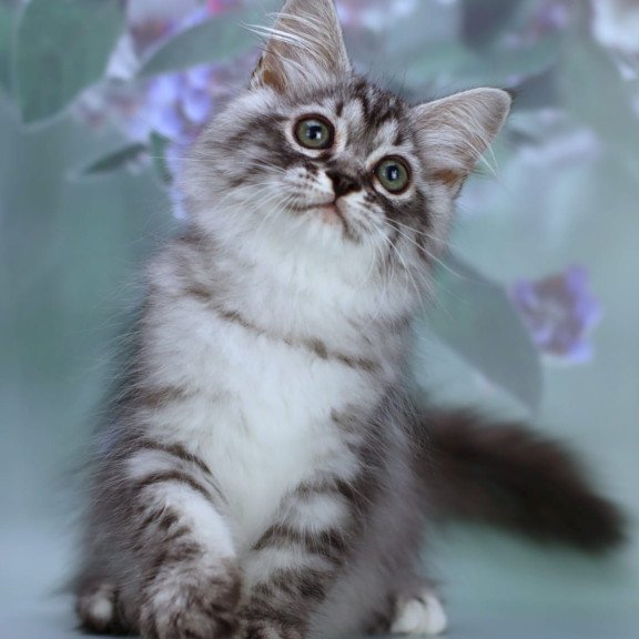 Siberian NOV Germes