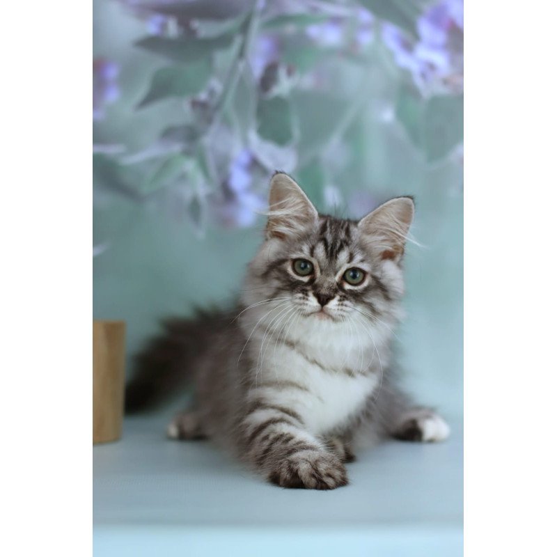 Siberian NOV Germes