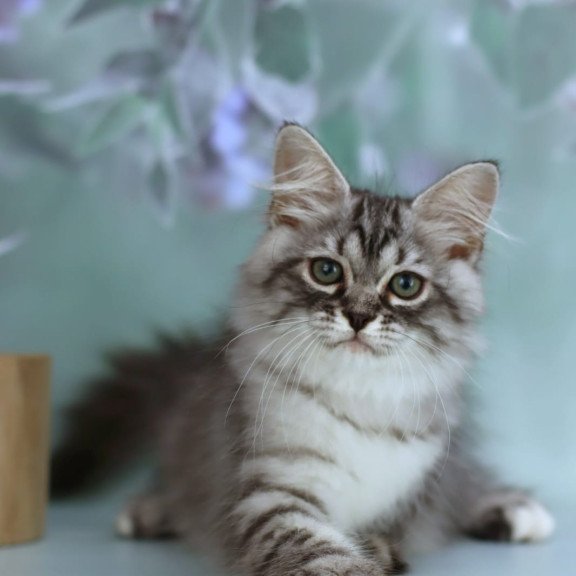 Siberian NOV Germes