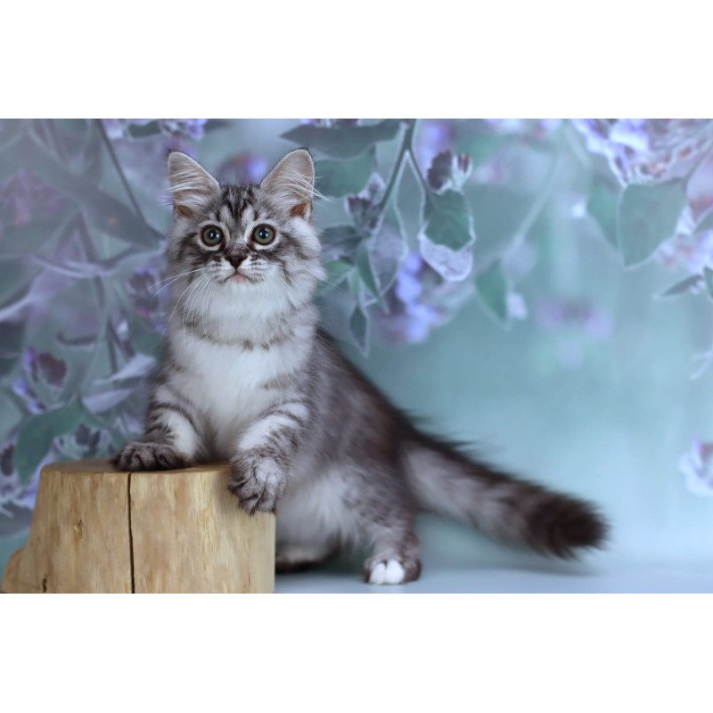 Siberian NOV Germes