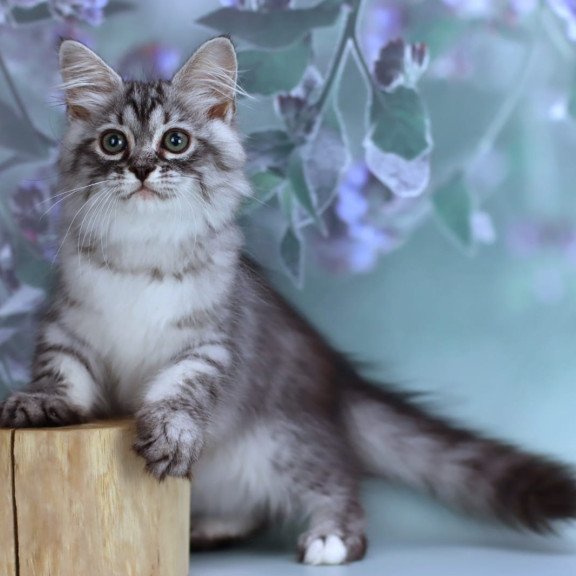 Siberian NOV Germes