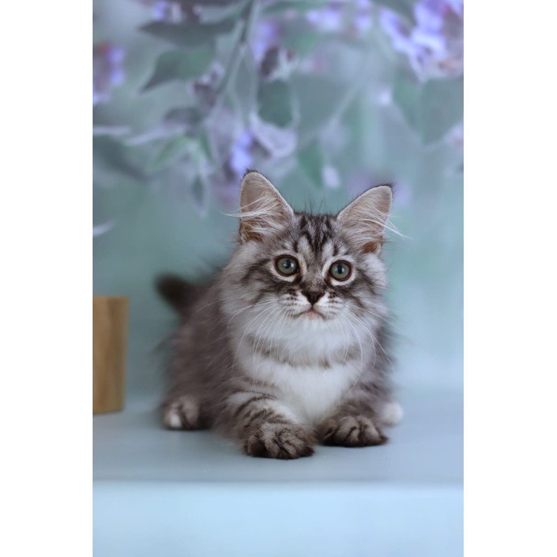 Siberian NOV Germes