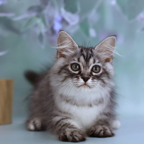 Siberian NOV Germes