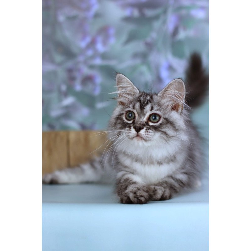 Siberian NOV Germes