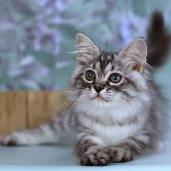 Siberian NOV Germes