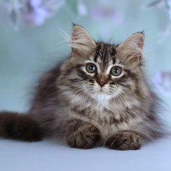 Siberian NOV Gemma
