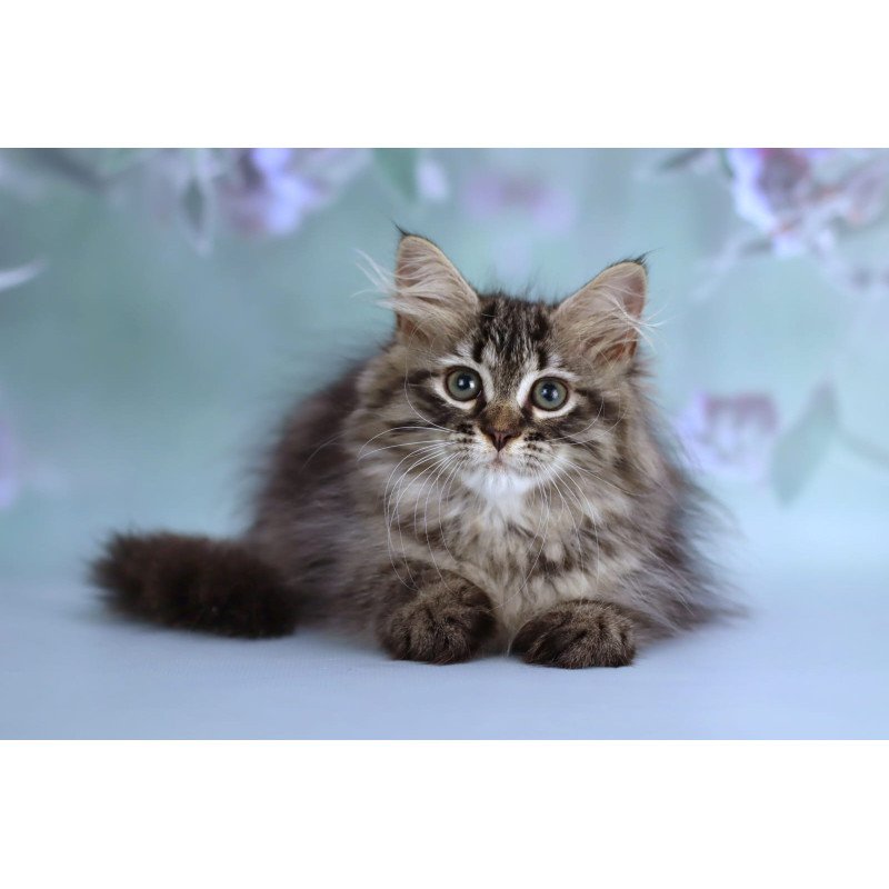 Siberian NOV Gemma