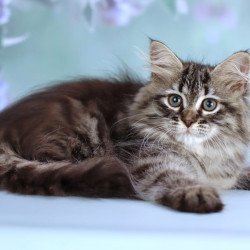 Siberian NOV Gemma