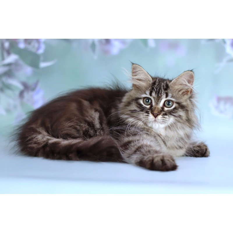 Siberian NOV Gemma