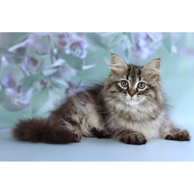Siberian NOV Gemma