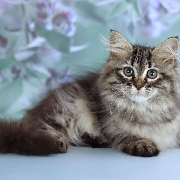 Siberian NOV Gemma
