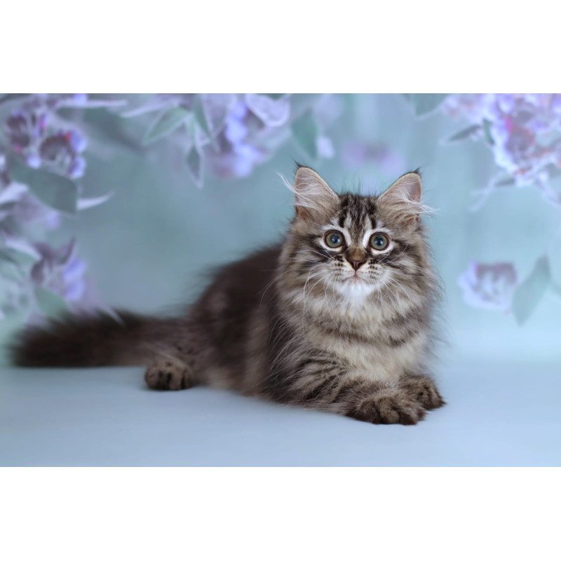 Siberian NOV Gemma
