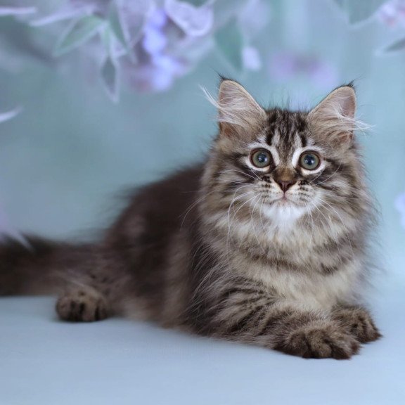 Siberian NOV Gemma