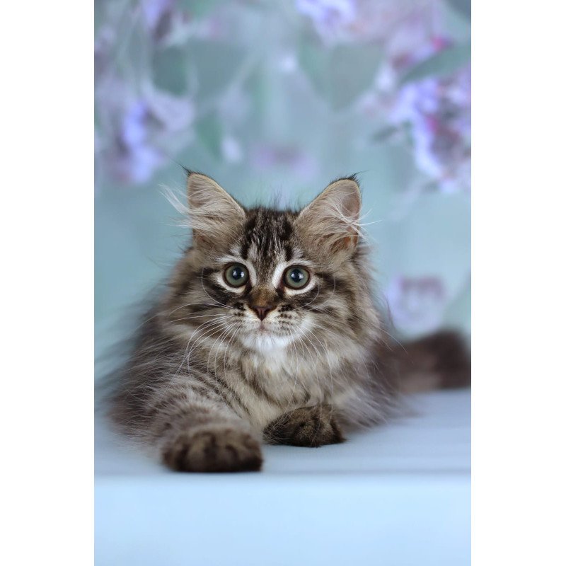 Siberian NOV Gemma