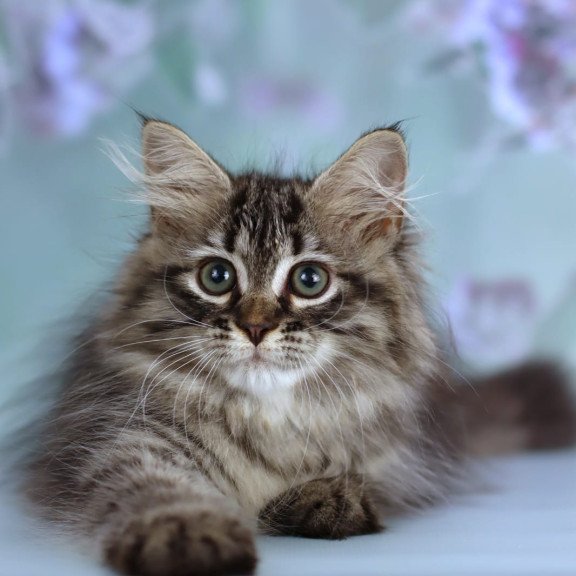 Siberian NOV Gemma