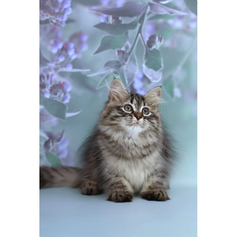 Siberian NOV Gemma
