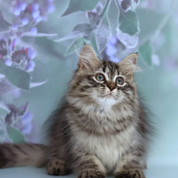 Siberian NOV Gemma