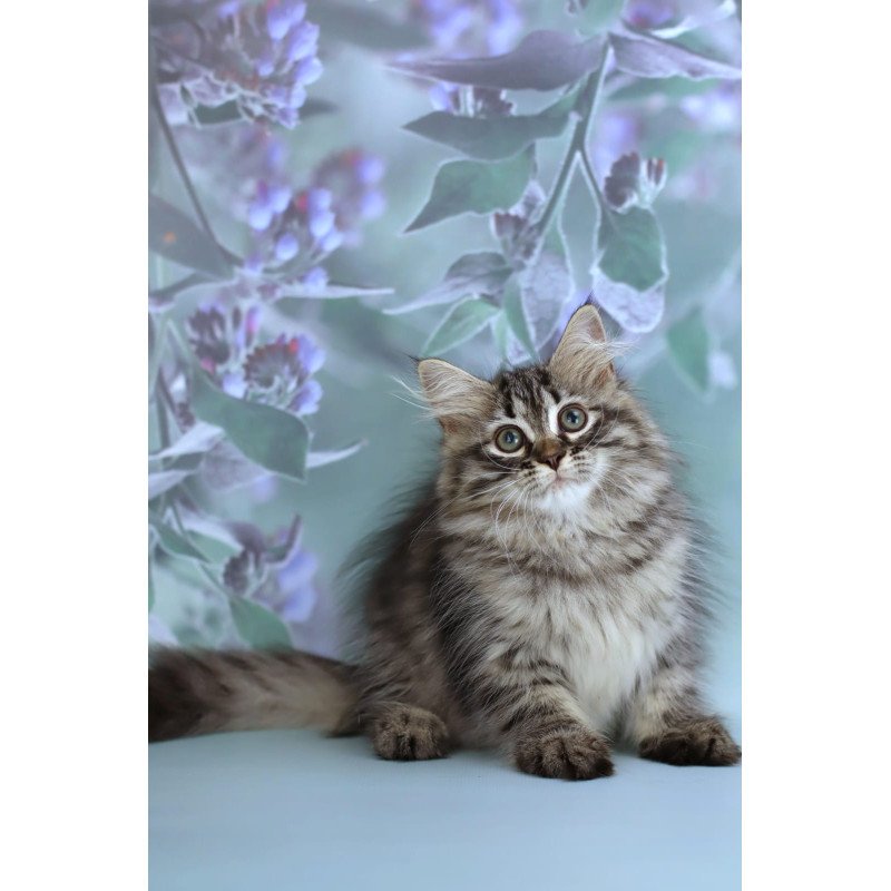 Siberian NOV Gemma