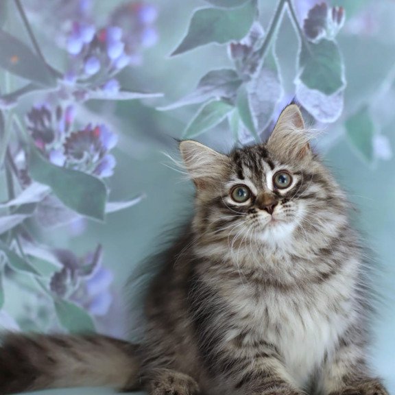Siberian NOV Gemma