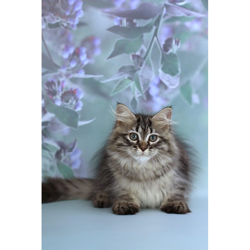 Siberian NOV Gemma