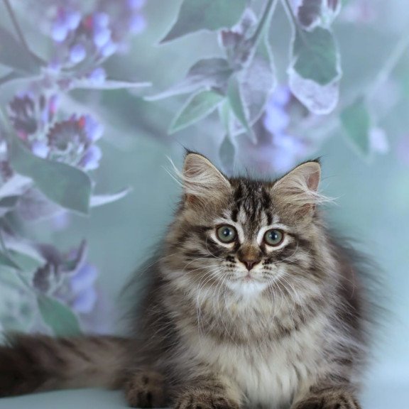 Siberian NOV Gemma
