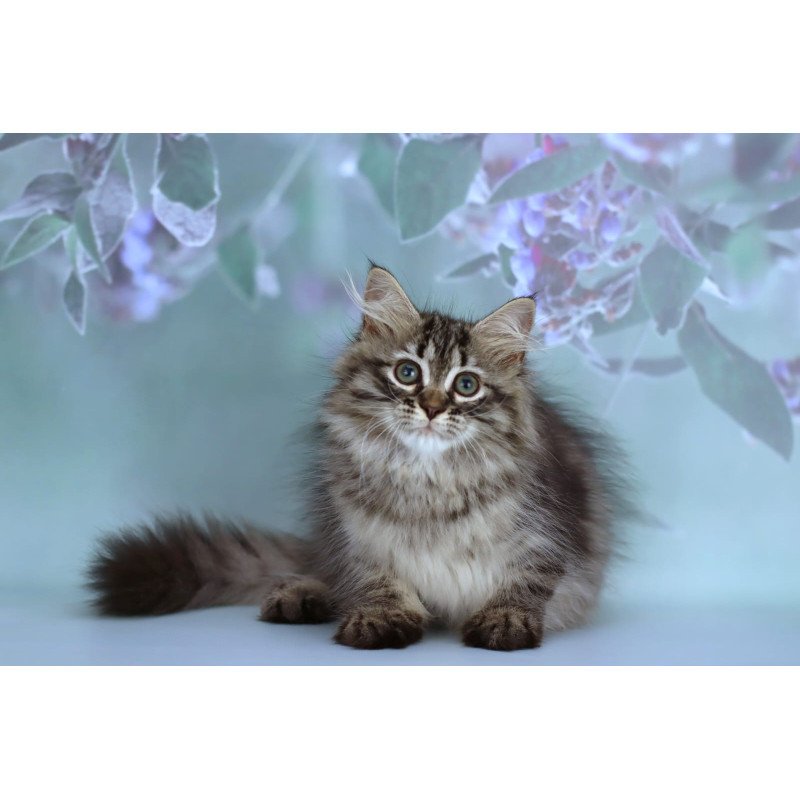 Siberian NOV Gemma