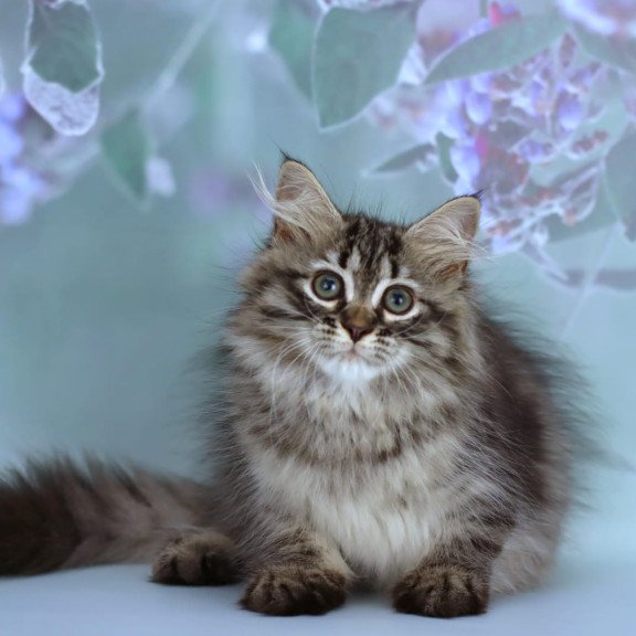 Siberian NOV Gemma