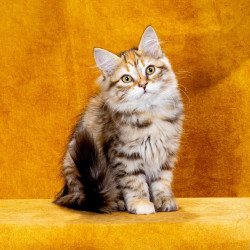 Siberian NOV Evangelina