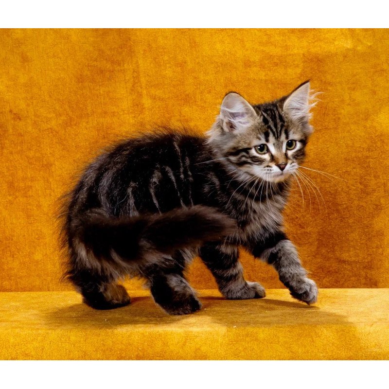 Siberian NOV Zador