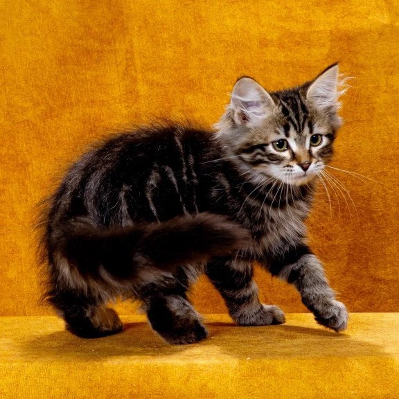 Siberian NOV Zador