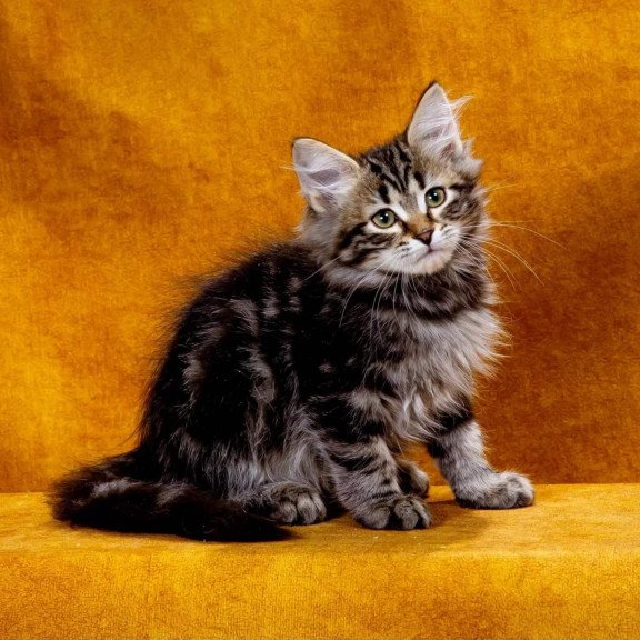 Siberian NOV Zador