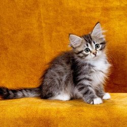 Siberian NOV Isabella