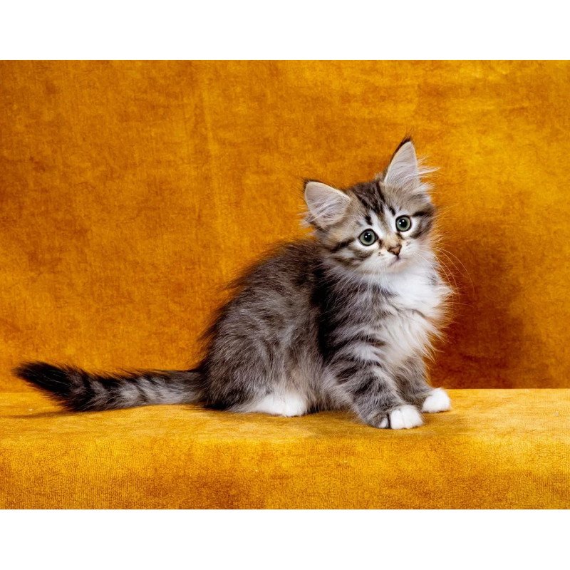 Siberian NOV Isabella