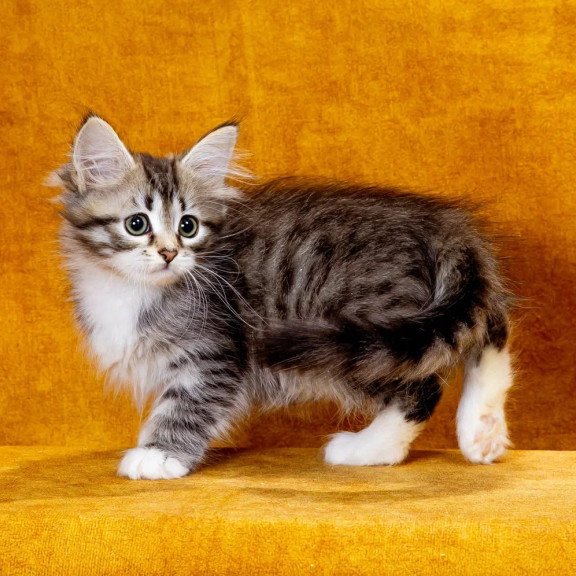 Siberian NOV Isabella