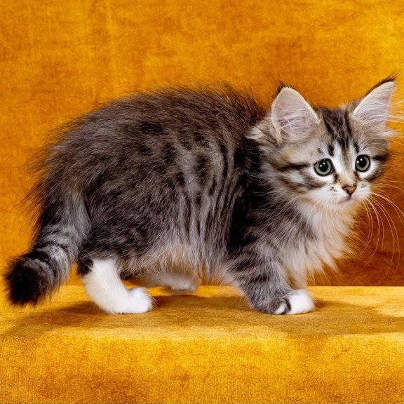 Siberian NOV Isabella