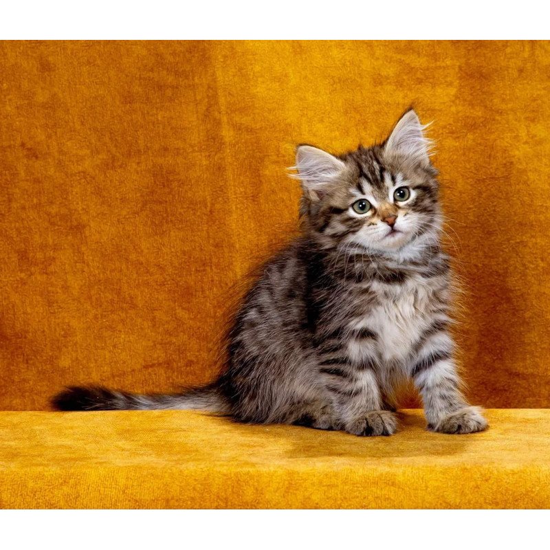 Siberian NOV Katya